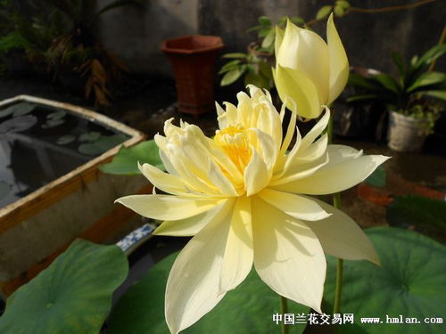 精品碗蓮與其他花卉苗木的種植魅力