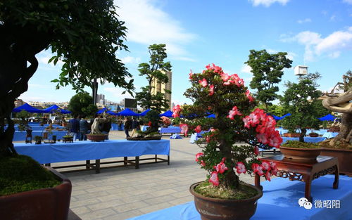 昭陽(yáng)創(chuàng)園杯 家門(mén)口的奇花異石，邀你共賞苗木種植之美