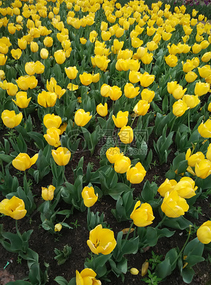 苗木種植的藝術(shù) 從高清圖片到實(shí)踐培育